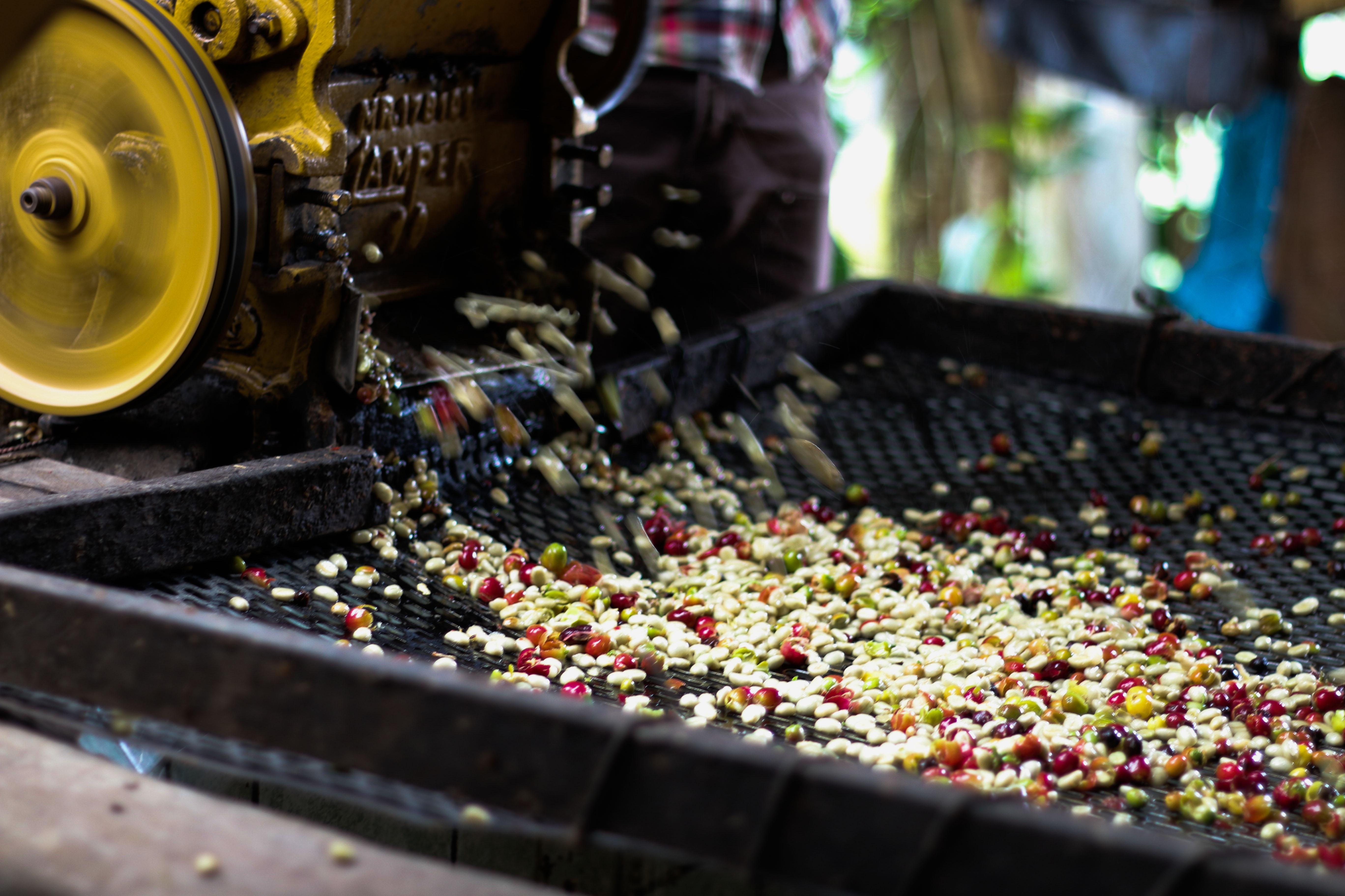 Coffee Beans Drying Process